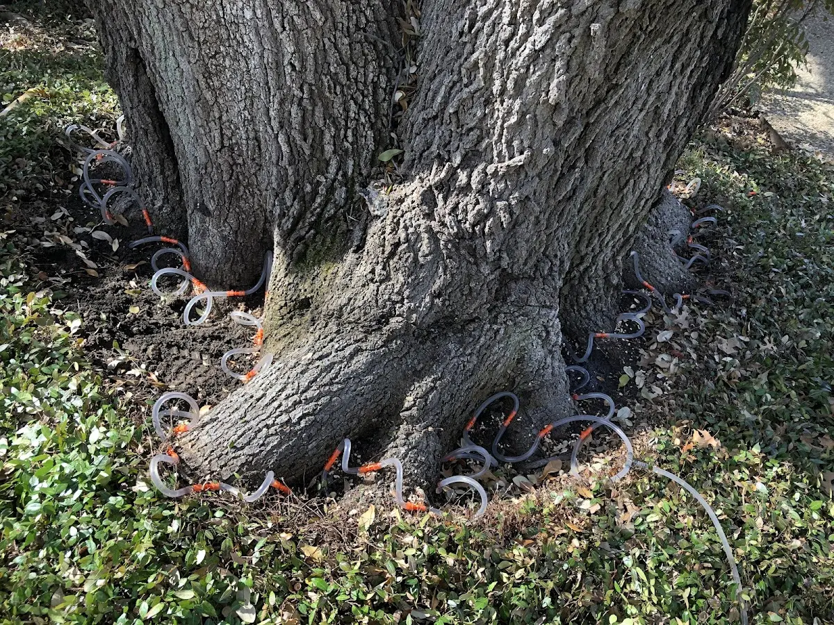 Detailed Tree Cabling and Bracing job site in Stinnett