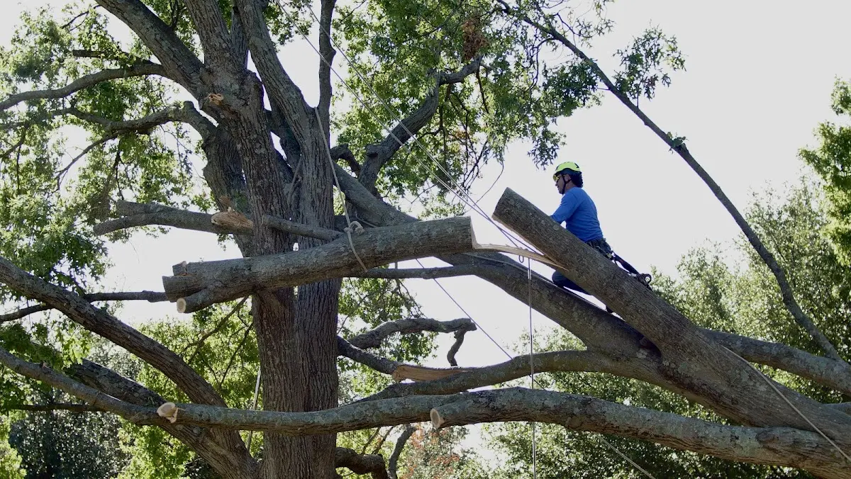 Professional Crown Thinning performed by certified arborists in Stinnett